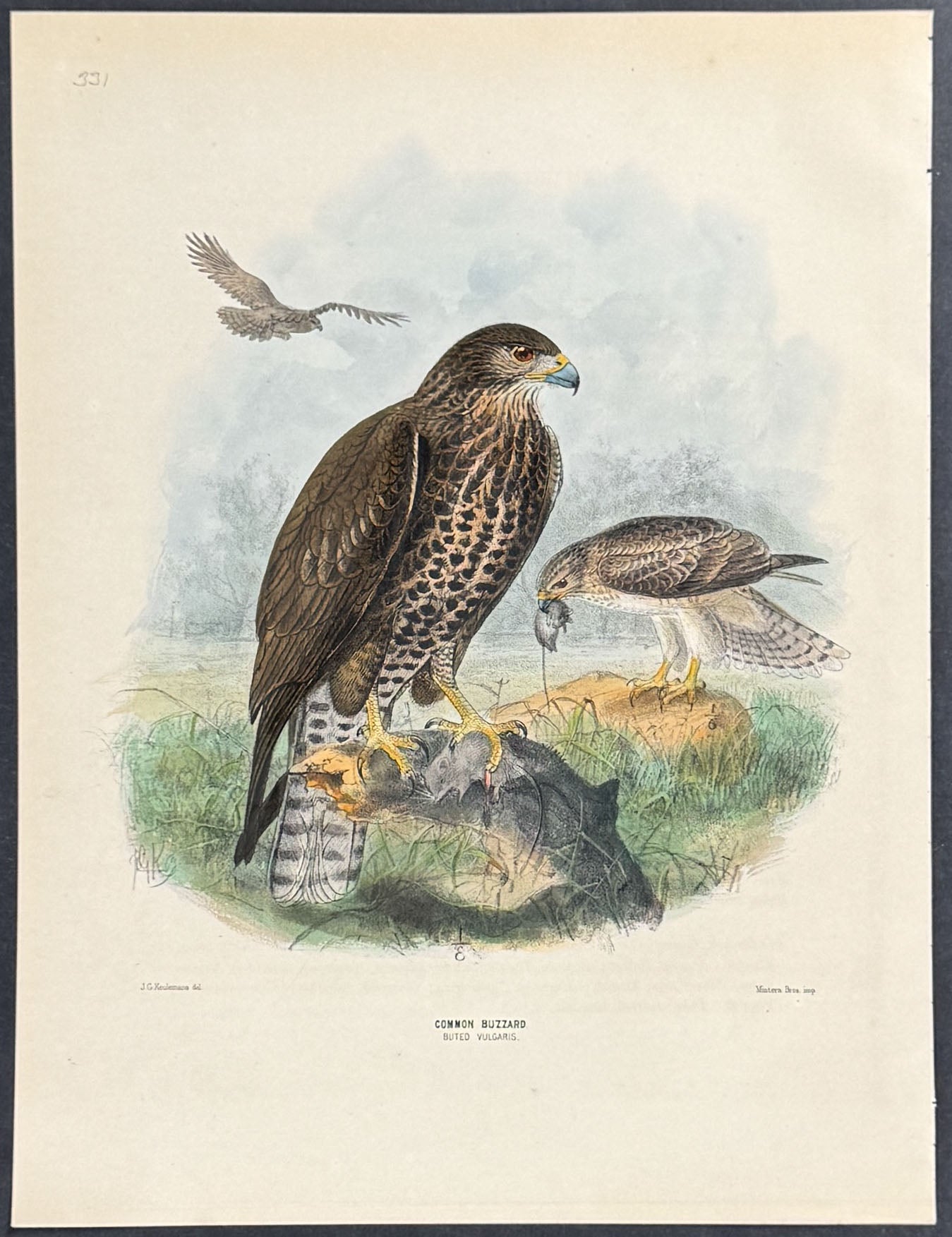 Common Buzzard