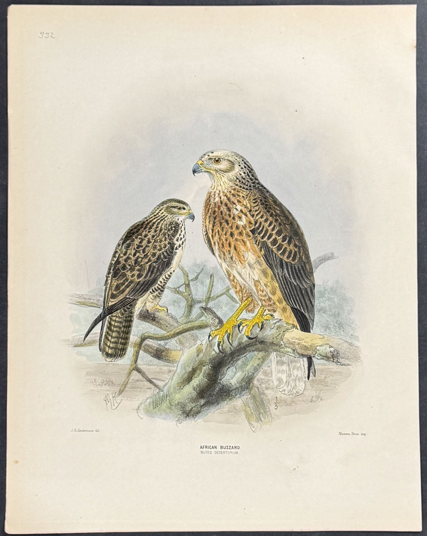 African Buzzard