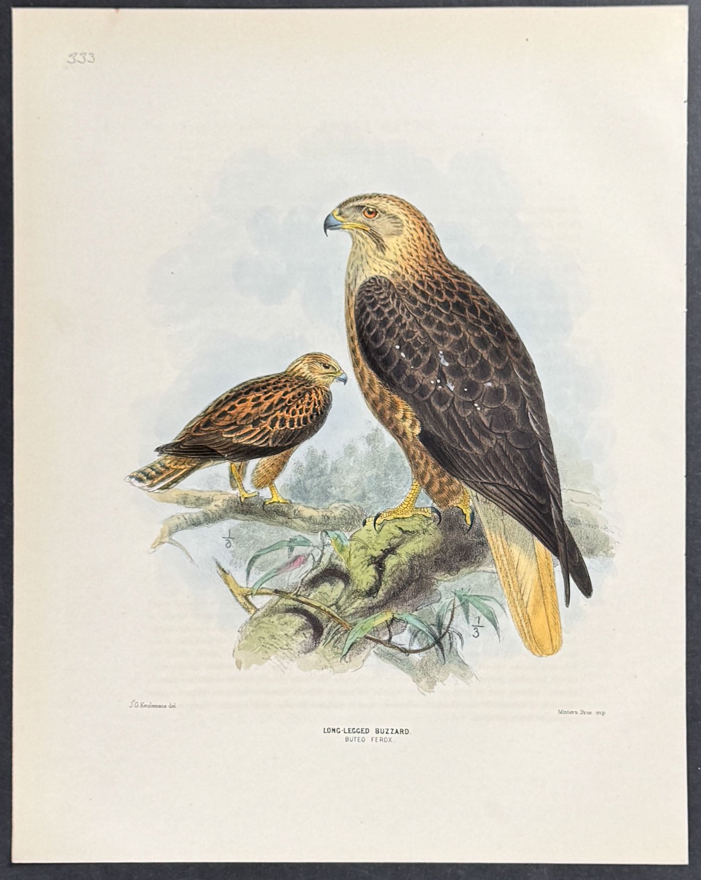 Long-Legged Buzzard