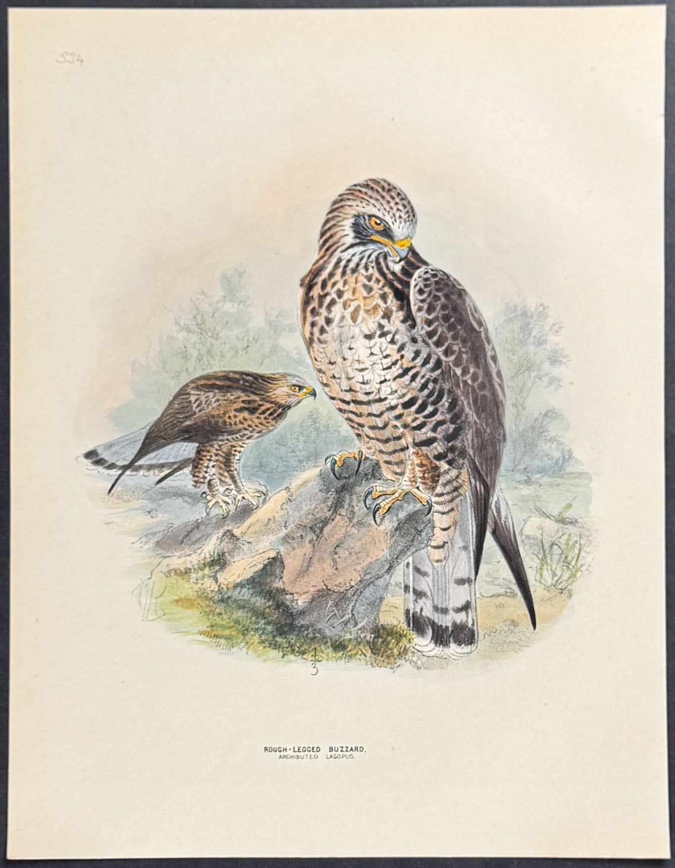 Rough-Legged Buzzard