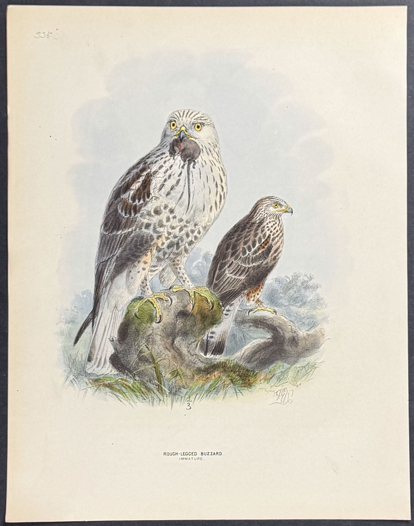 Rough-Legged Buzzard