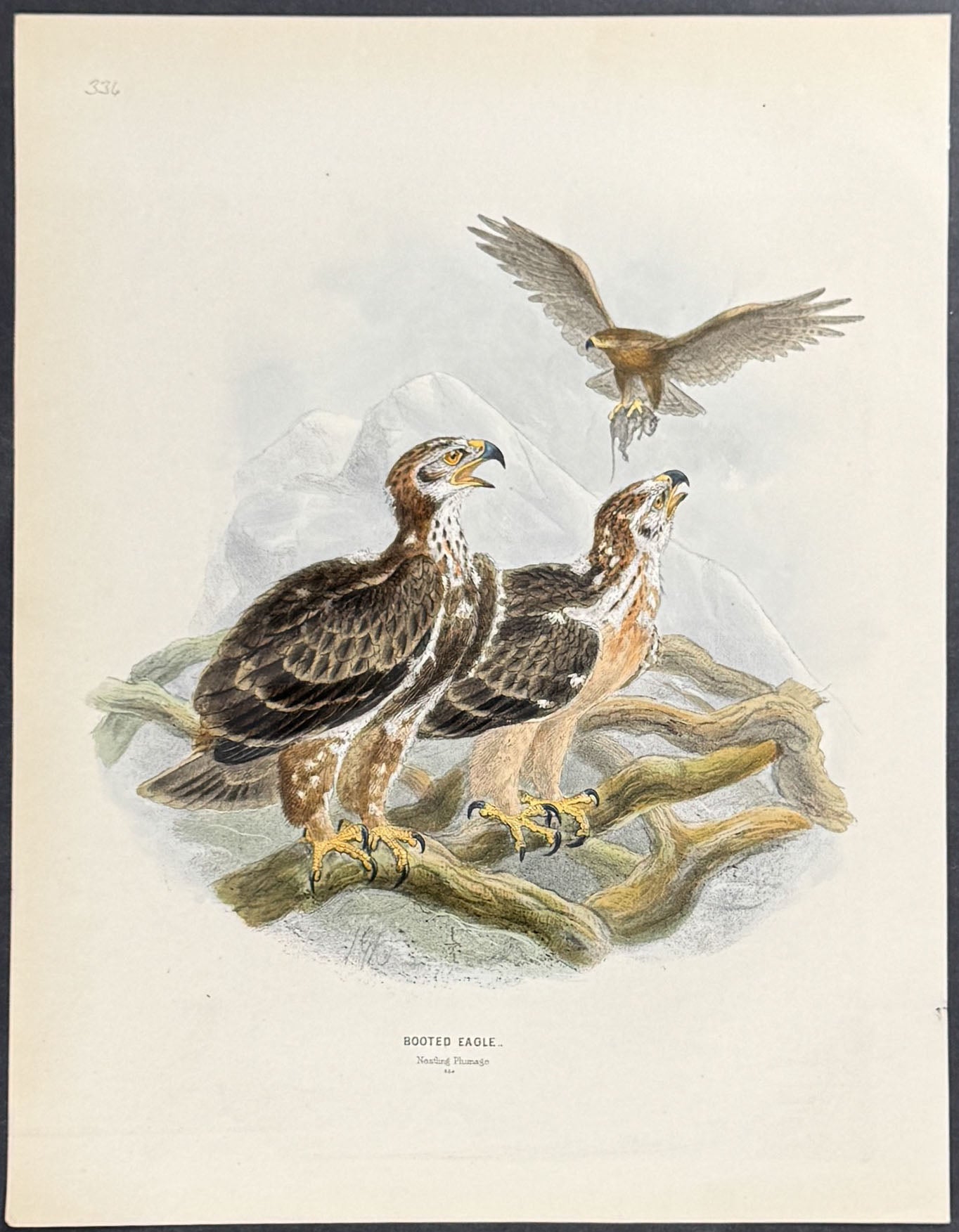 Booted Eagle