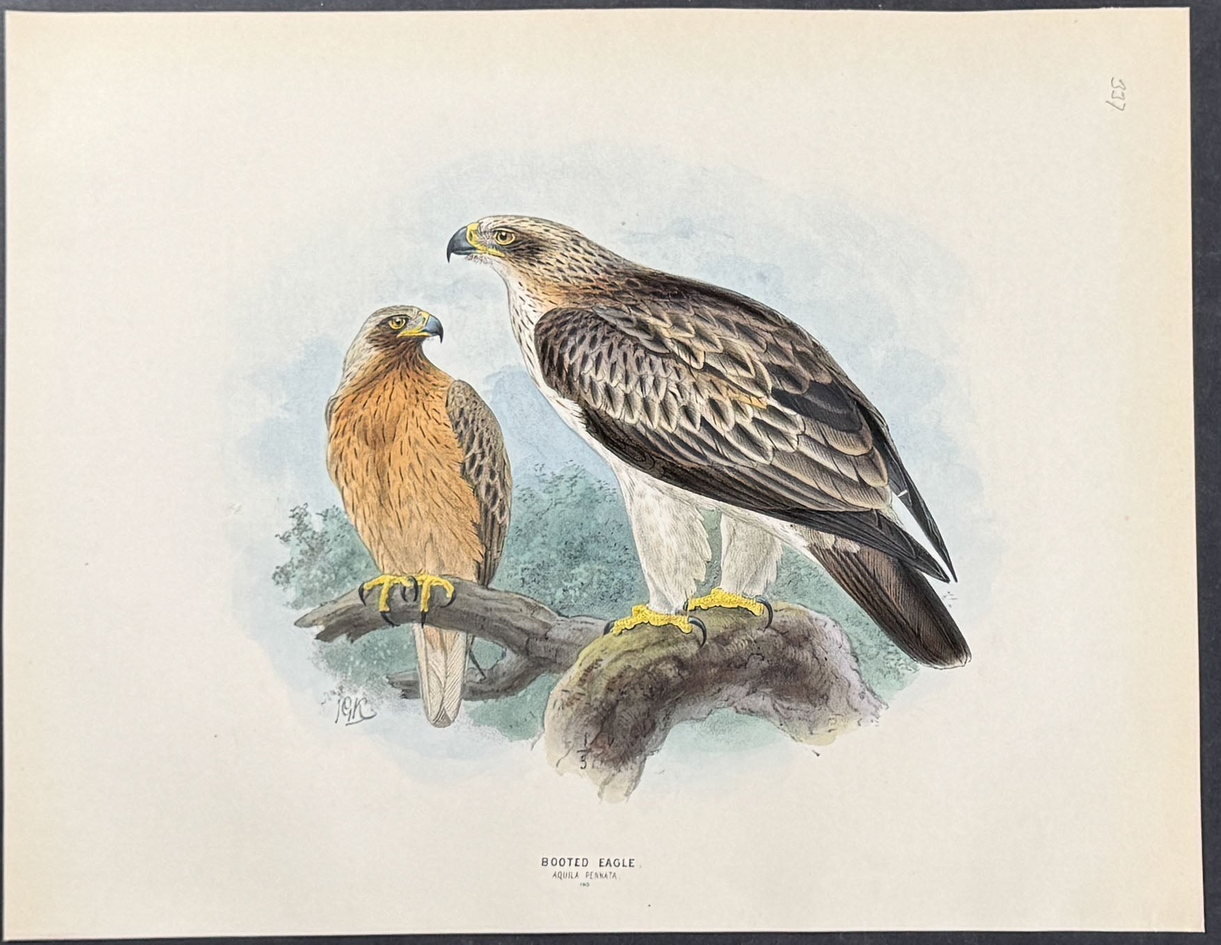 Booted Eagle