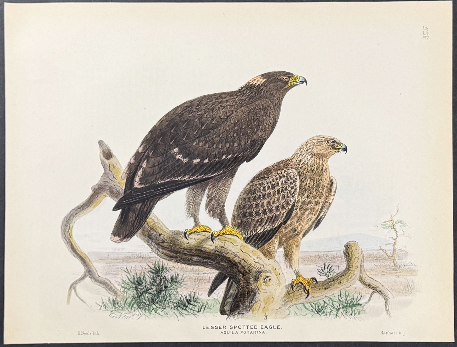 Lesser Spotted Eagle