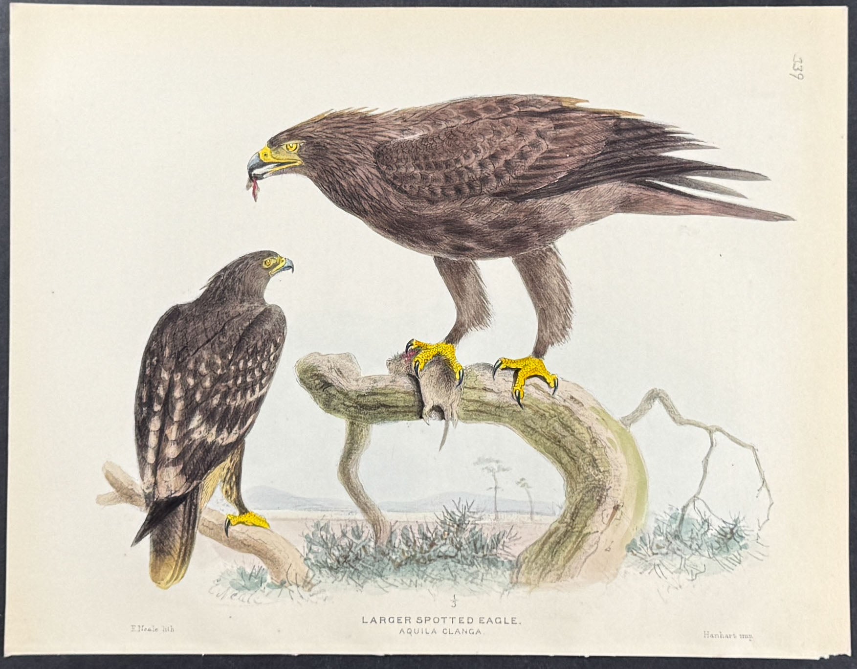 Larger Spotted Eagle