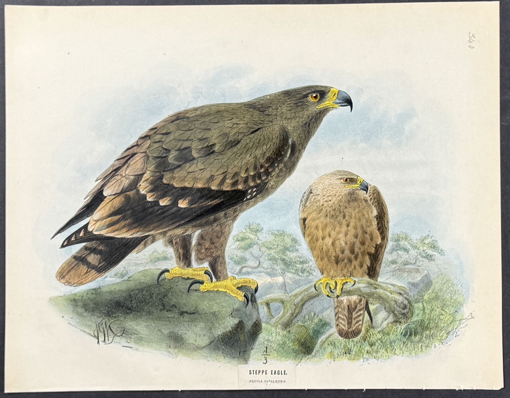 Steppe Eagle