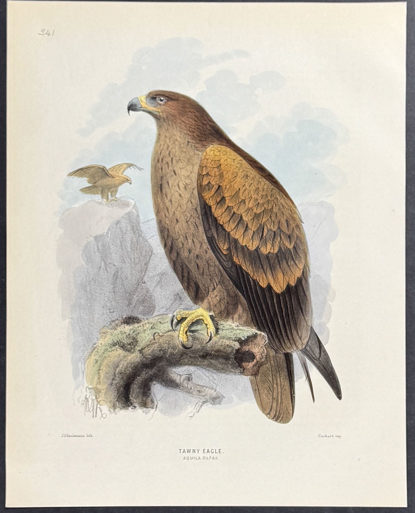 Tawny Eagle