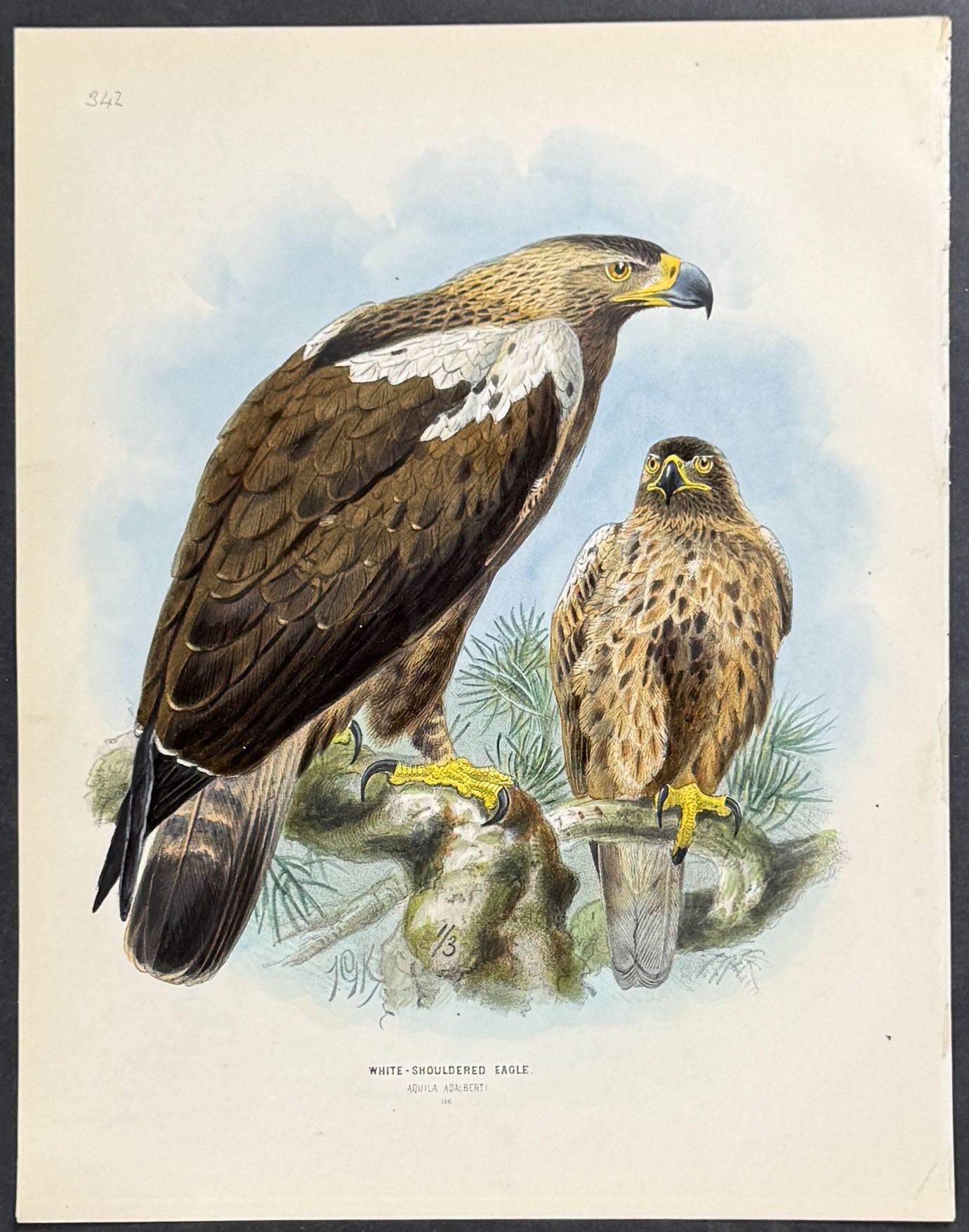 White-Shouldered Eagle