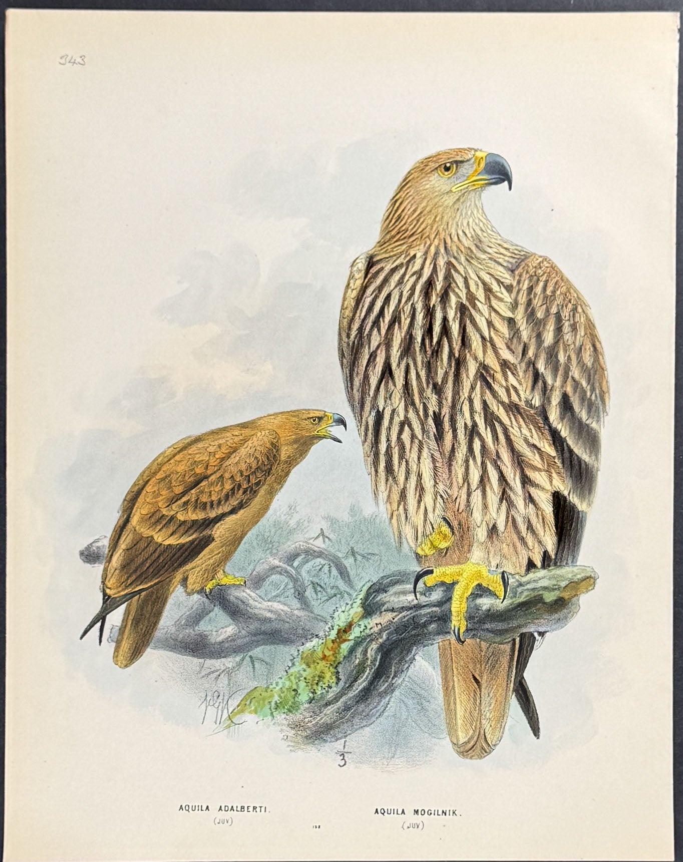 Eagles