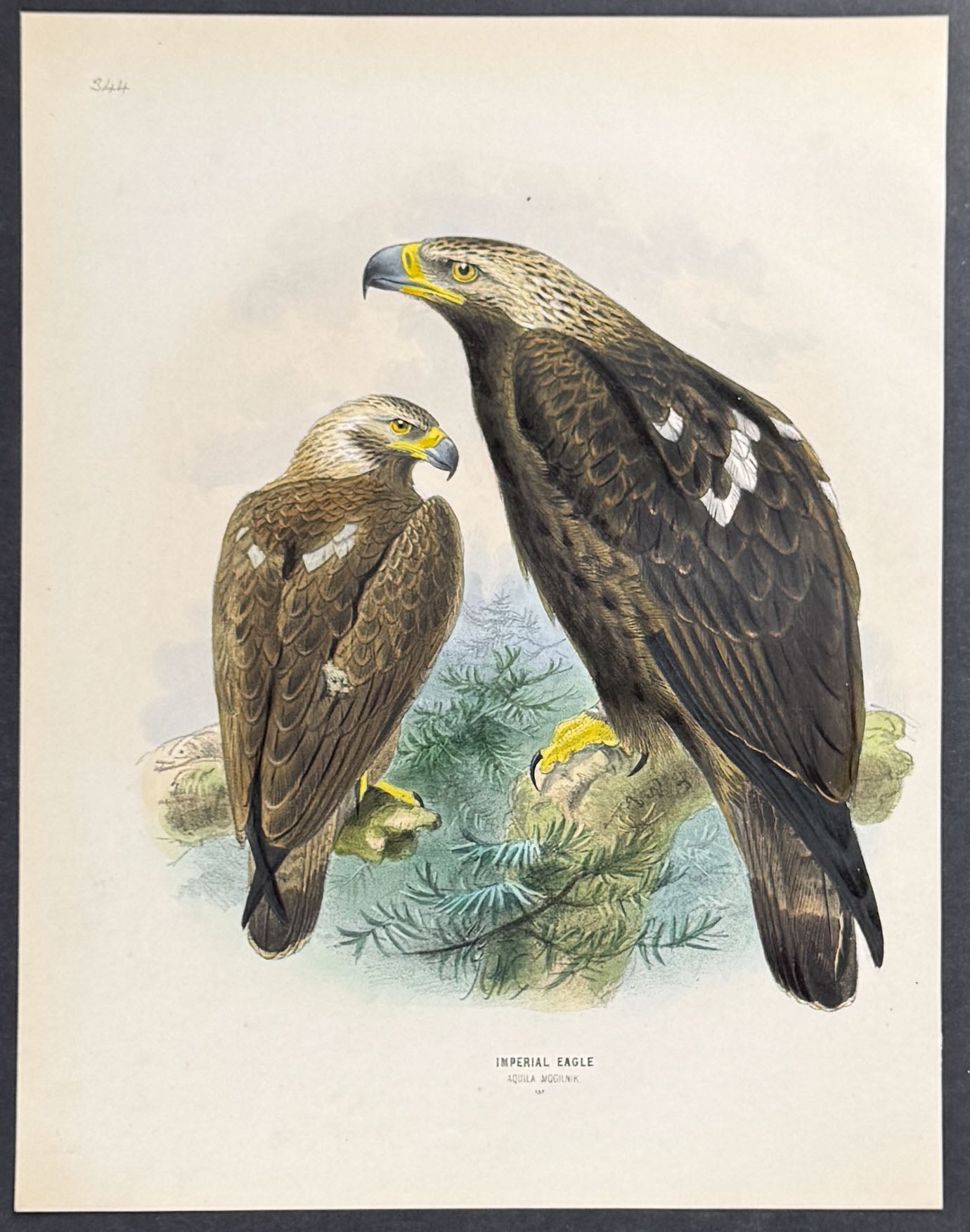 Imperial Eagle