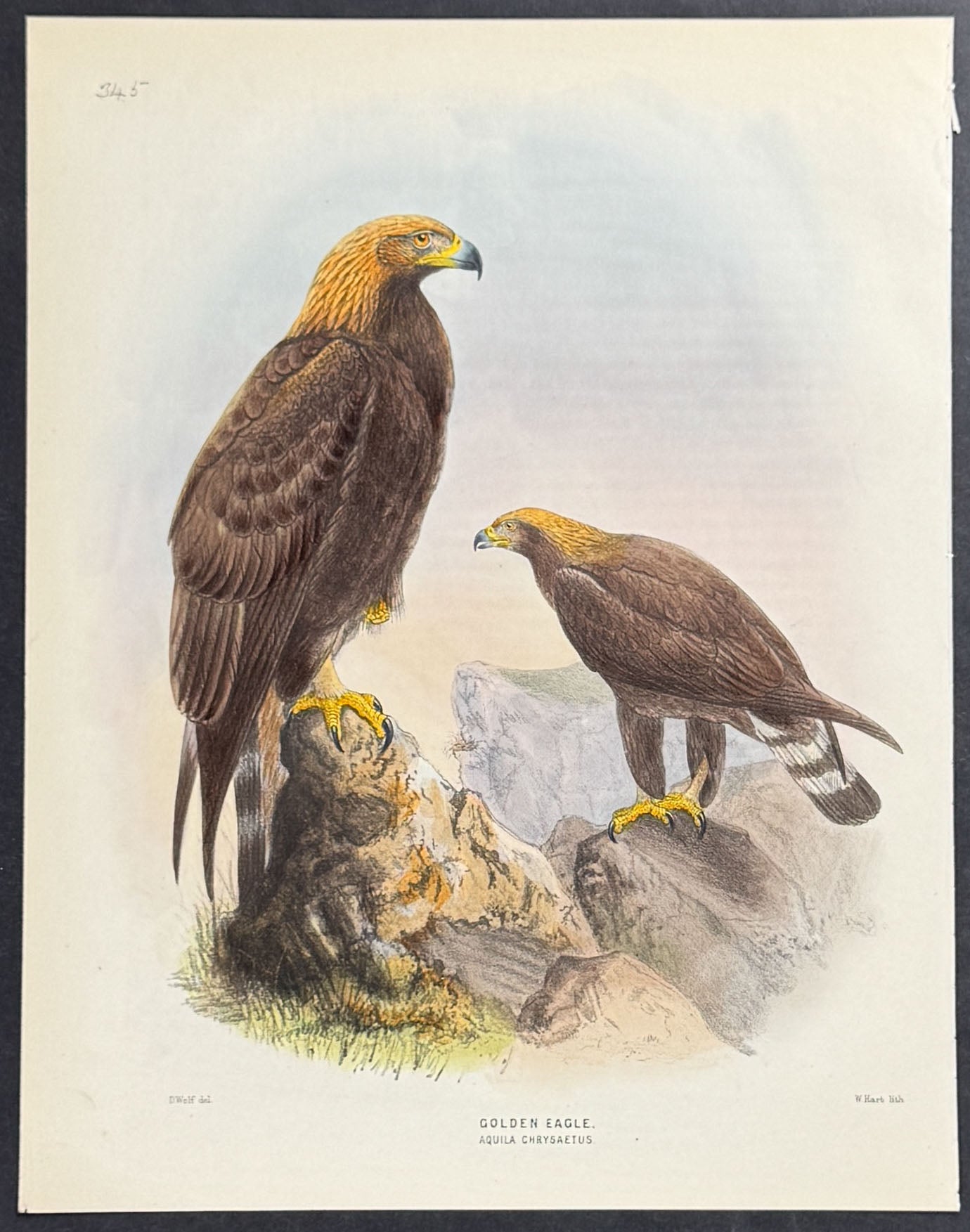 Golden Eagle