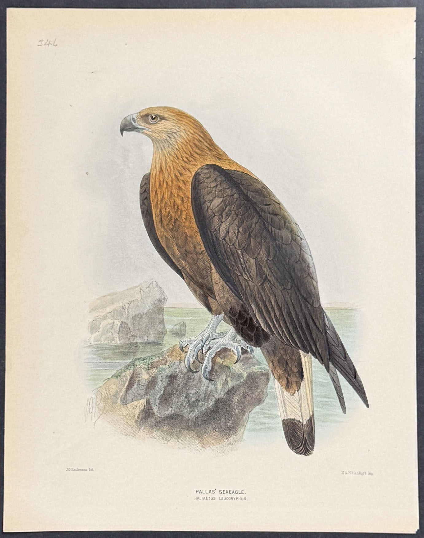 Pallas Sea Eagle