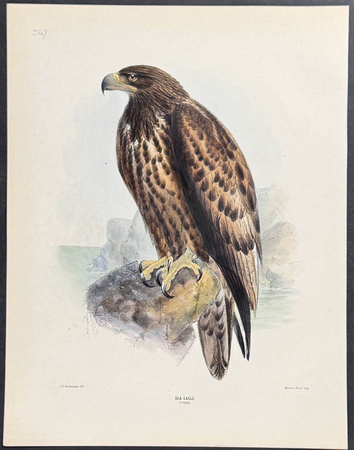 Sea Eagle