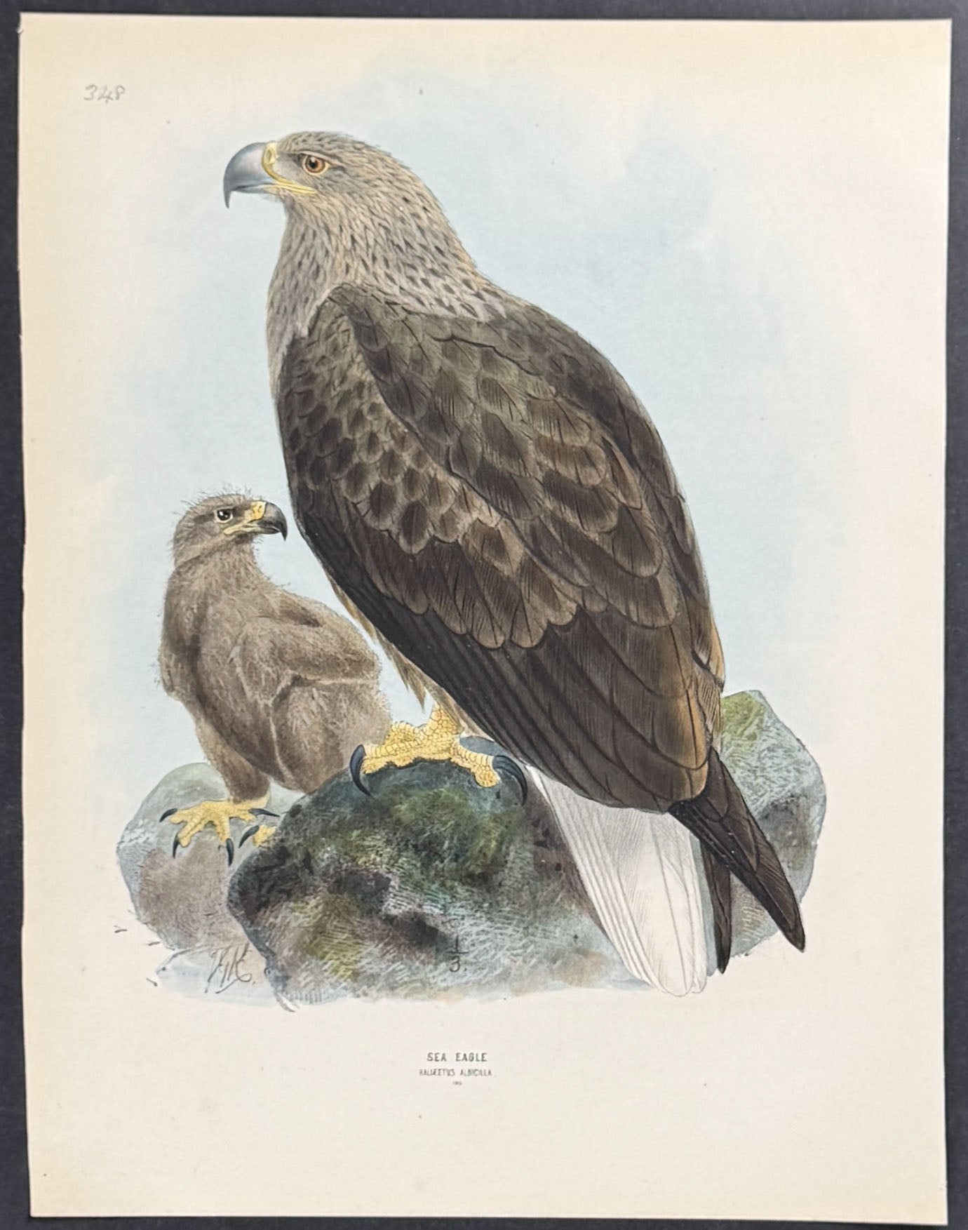 Sea Eagle