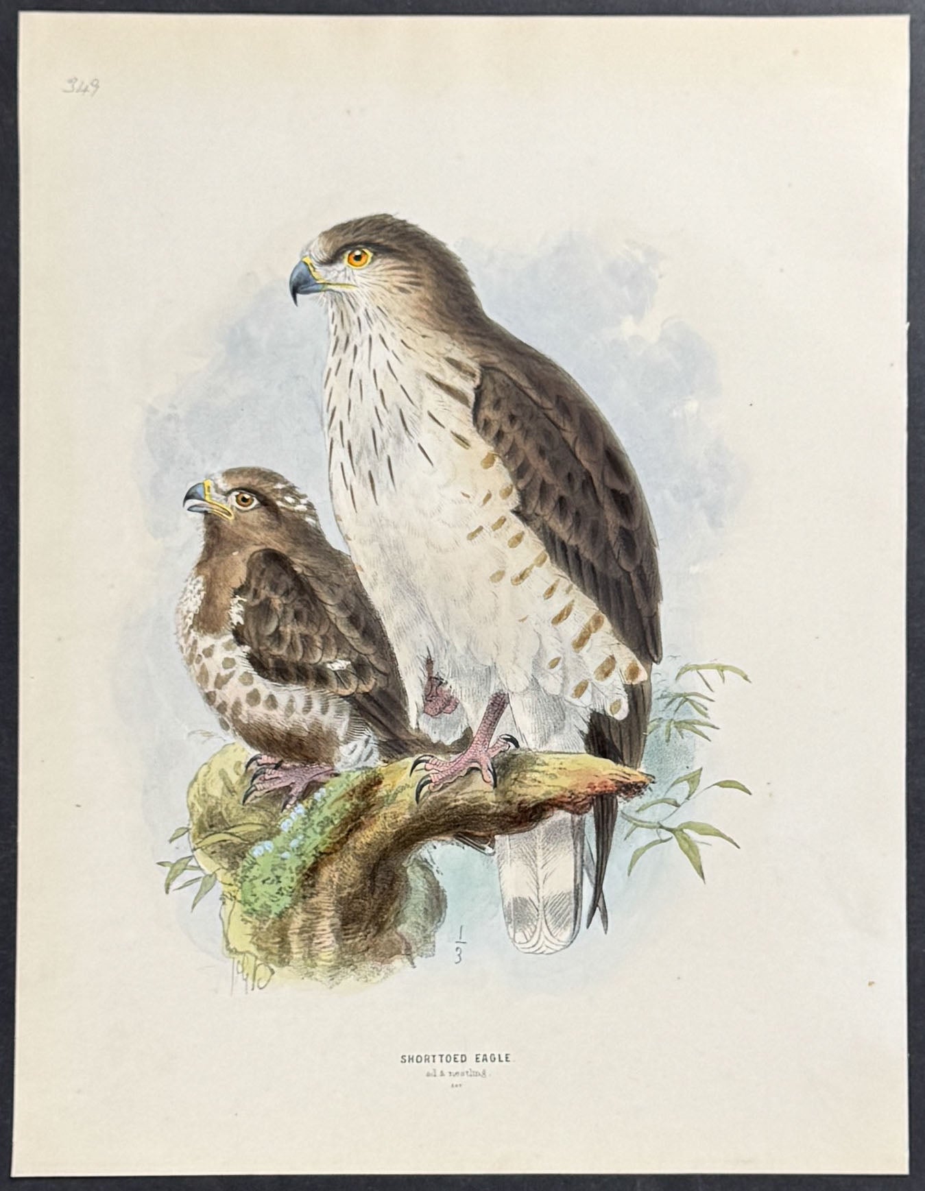 Short-Toed Eagle