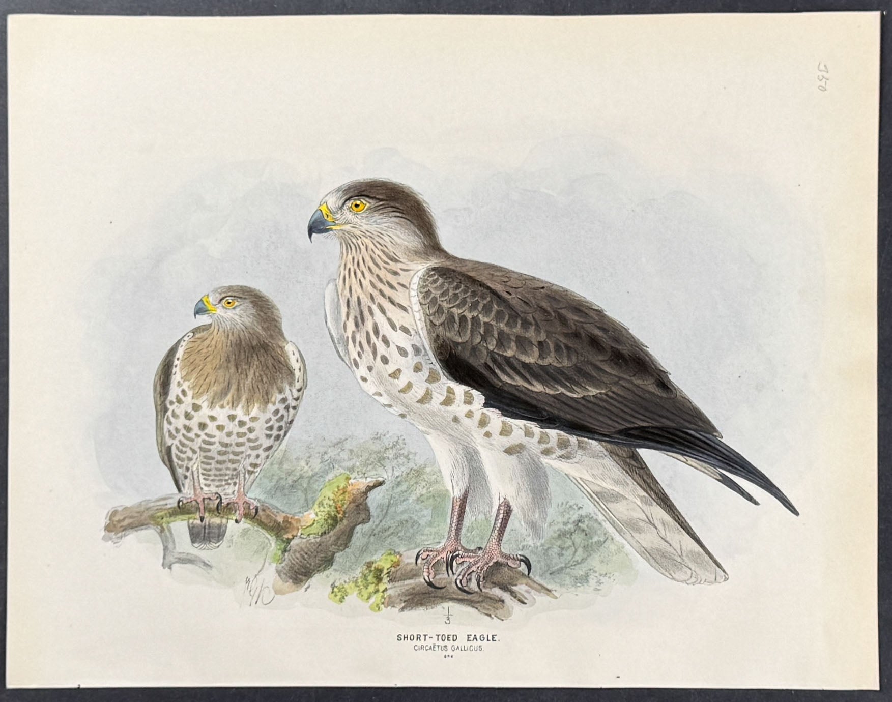 Short-Toed Eagle
