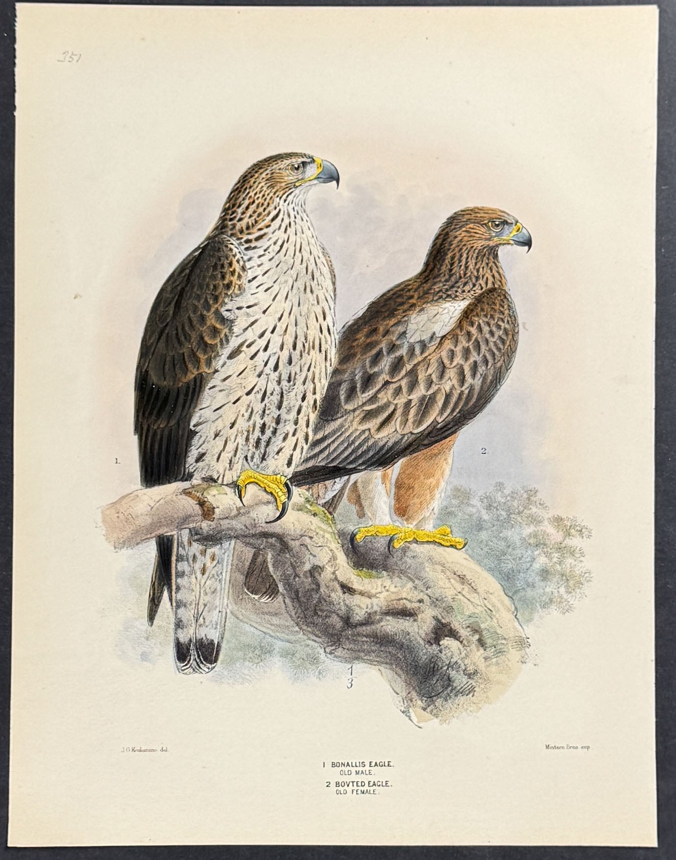Bonalli's & Bovted Eagle