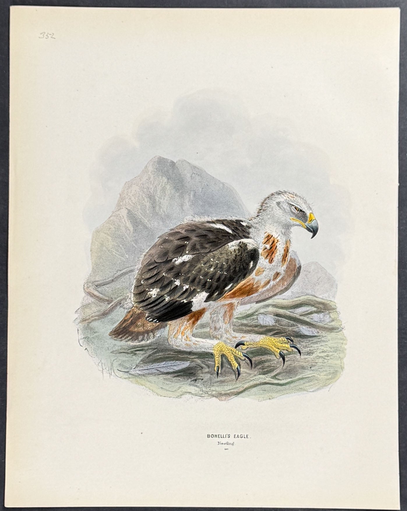 Bonelli's Eagle