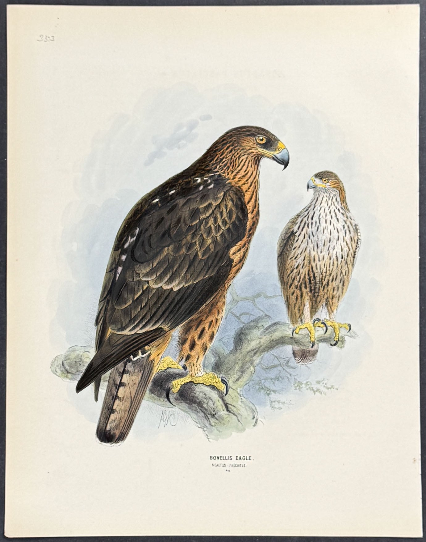 Bonelli's Eagle