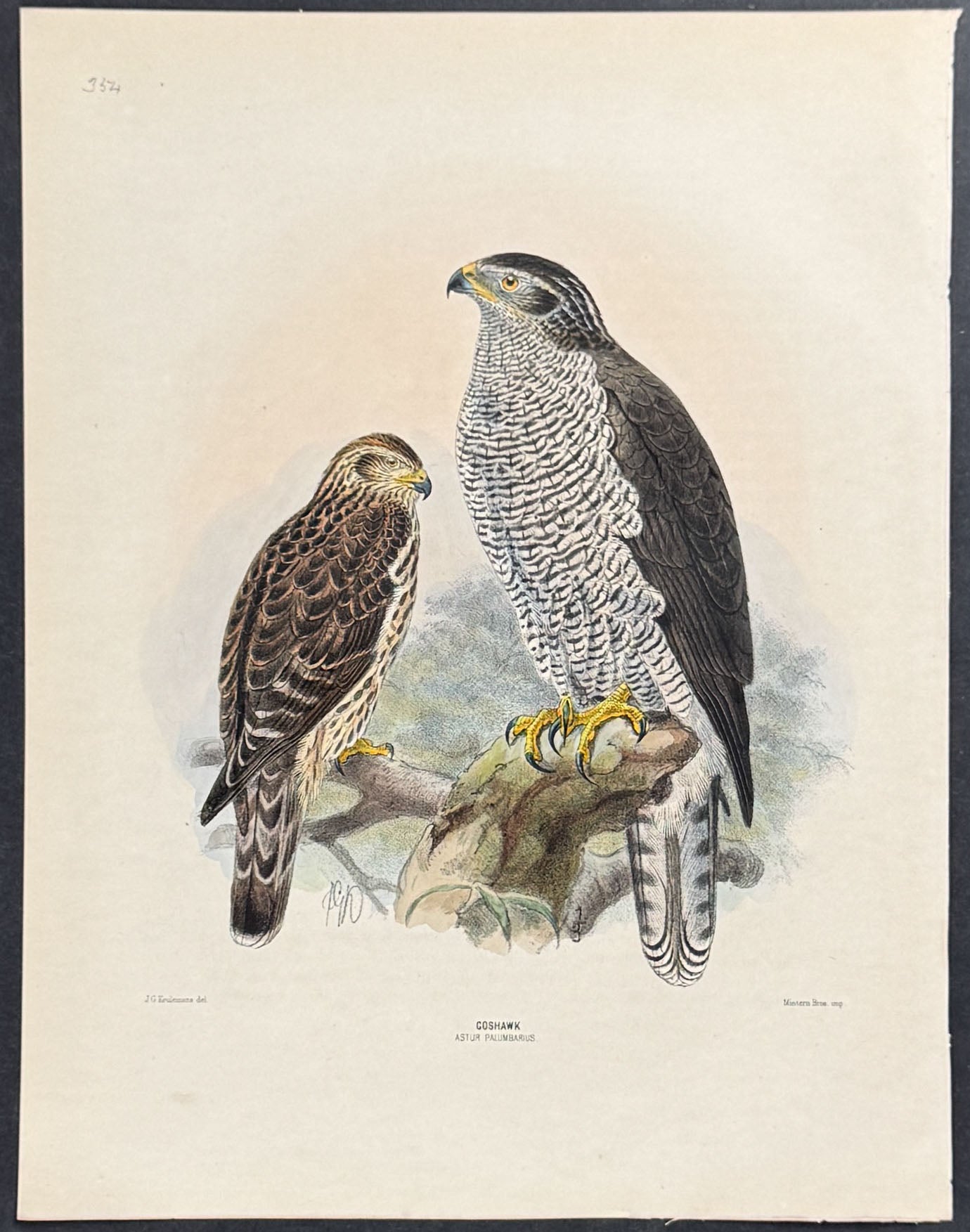 Goshawk