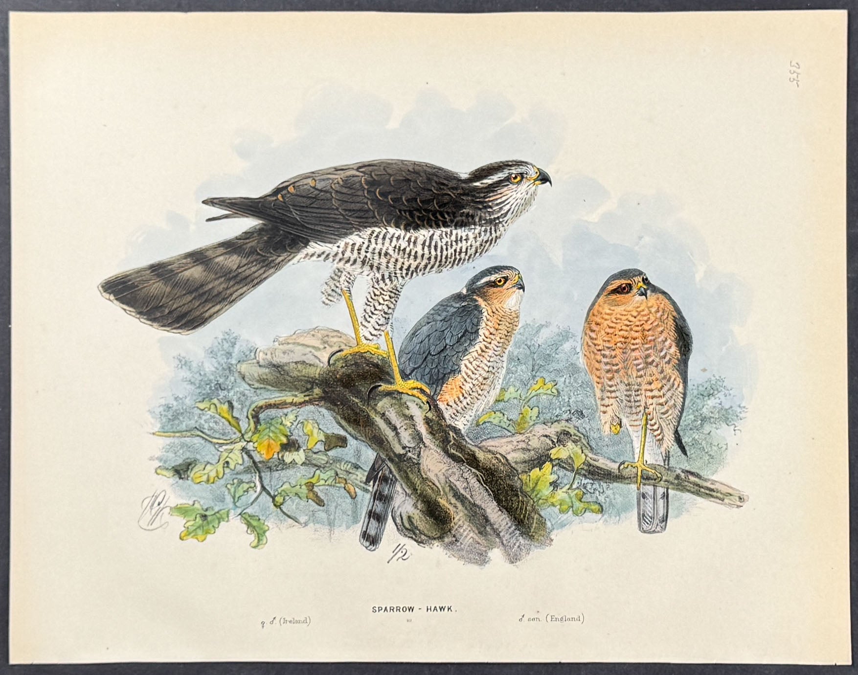 Sparrow Hawk