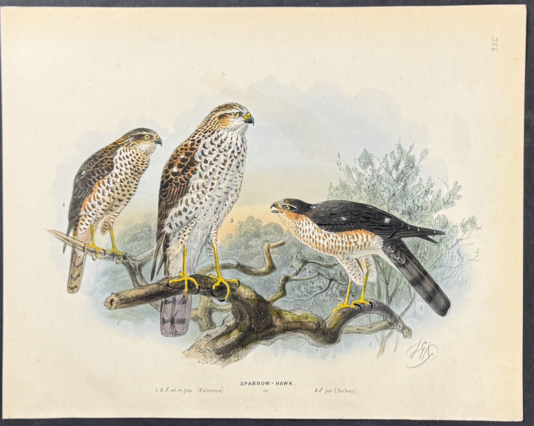 Sparrow Hawk