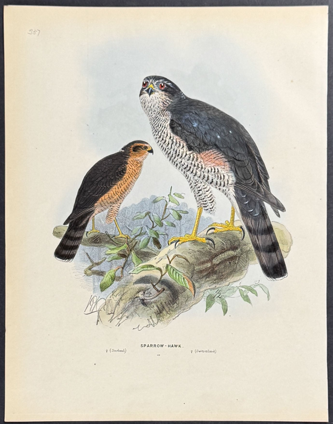 Sparrow Hawk