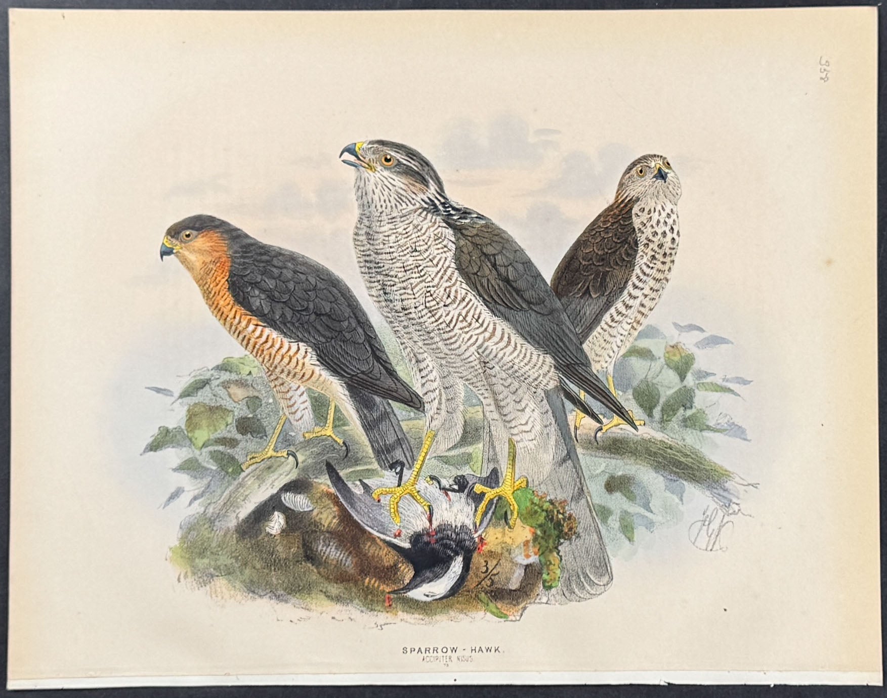Sparrow Hawk