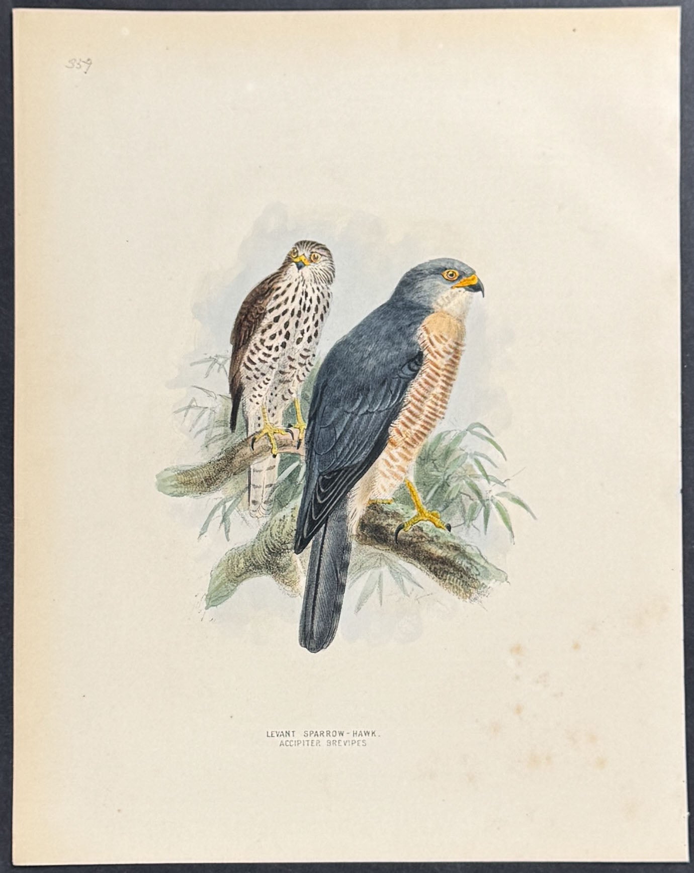 Levant Sparrow Hawk