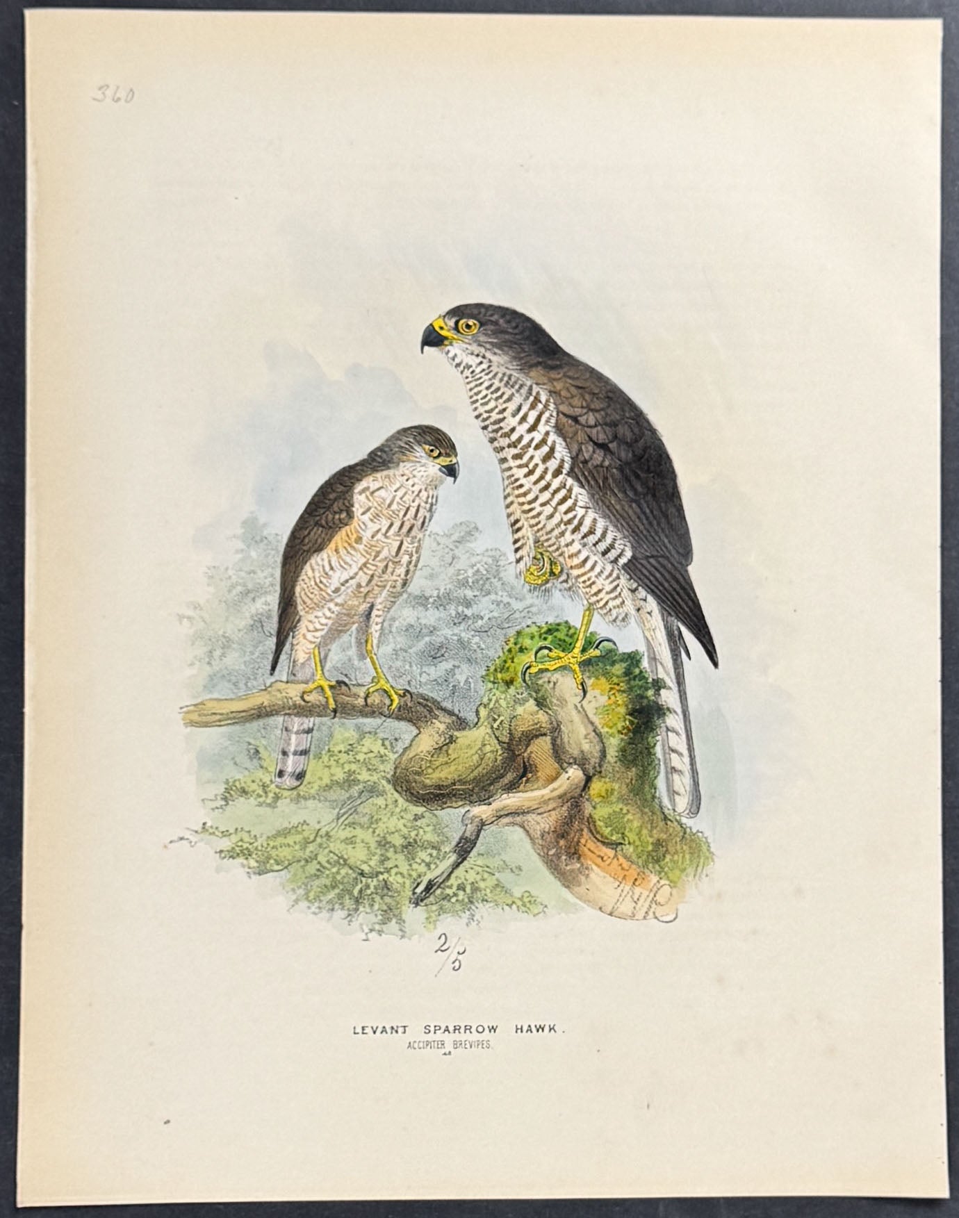 Levant Sparrow Hawk