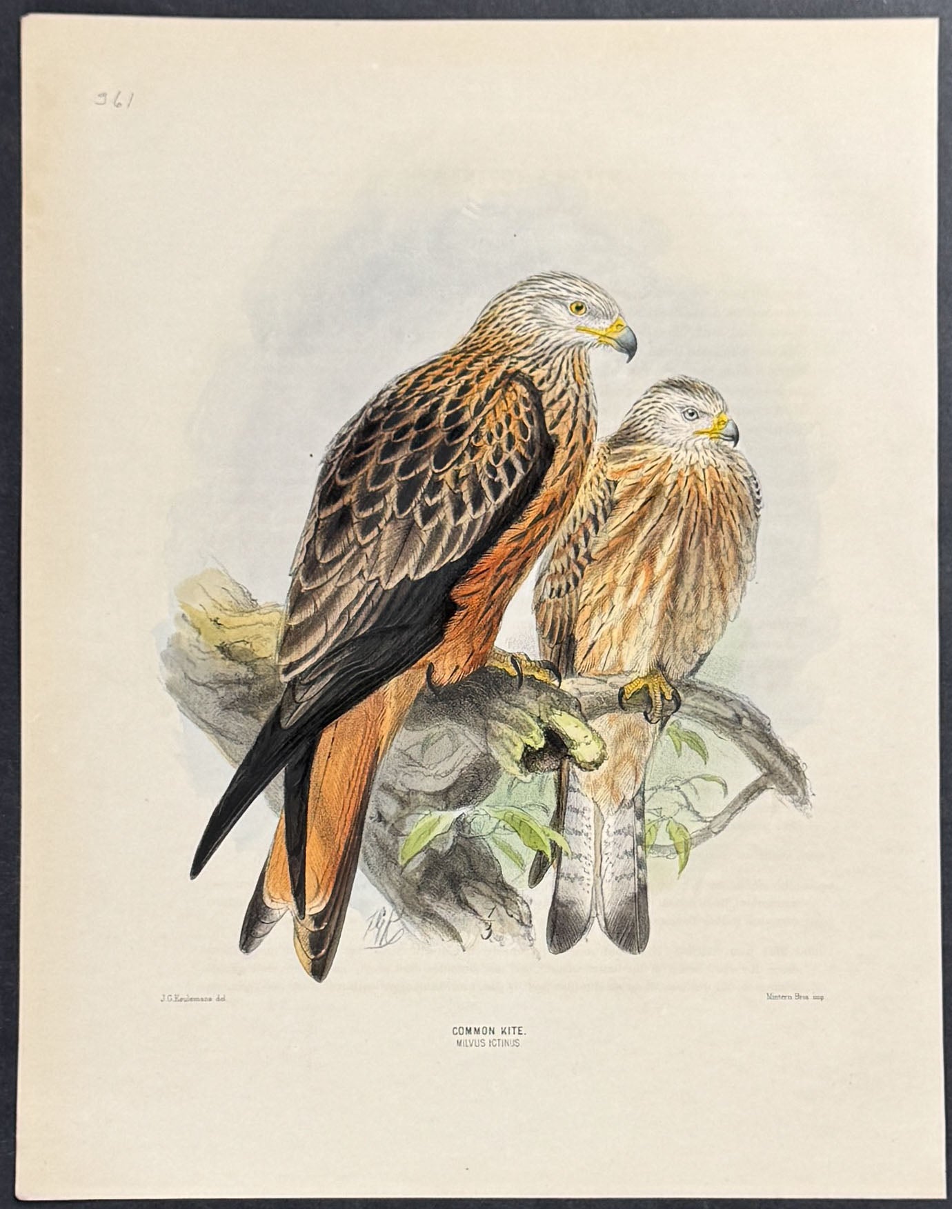 Common Kite