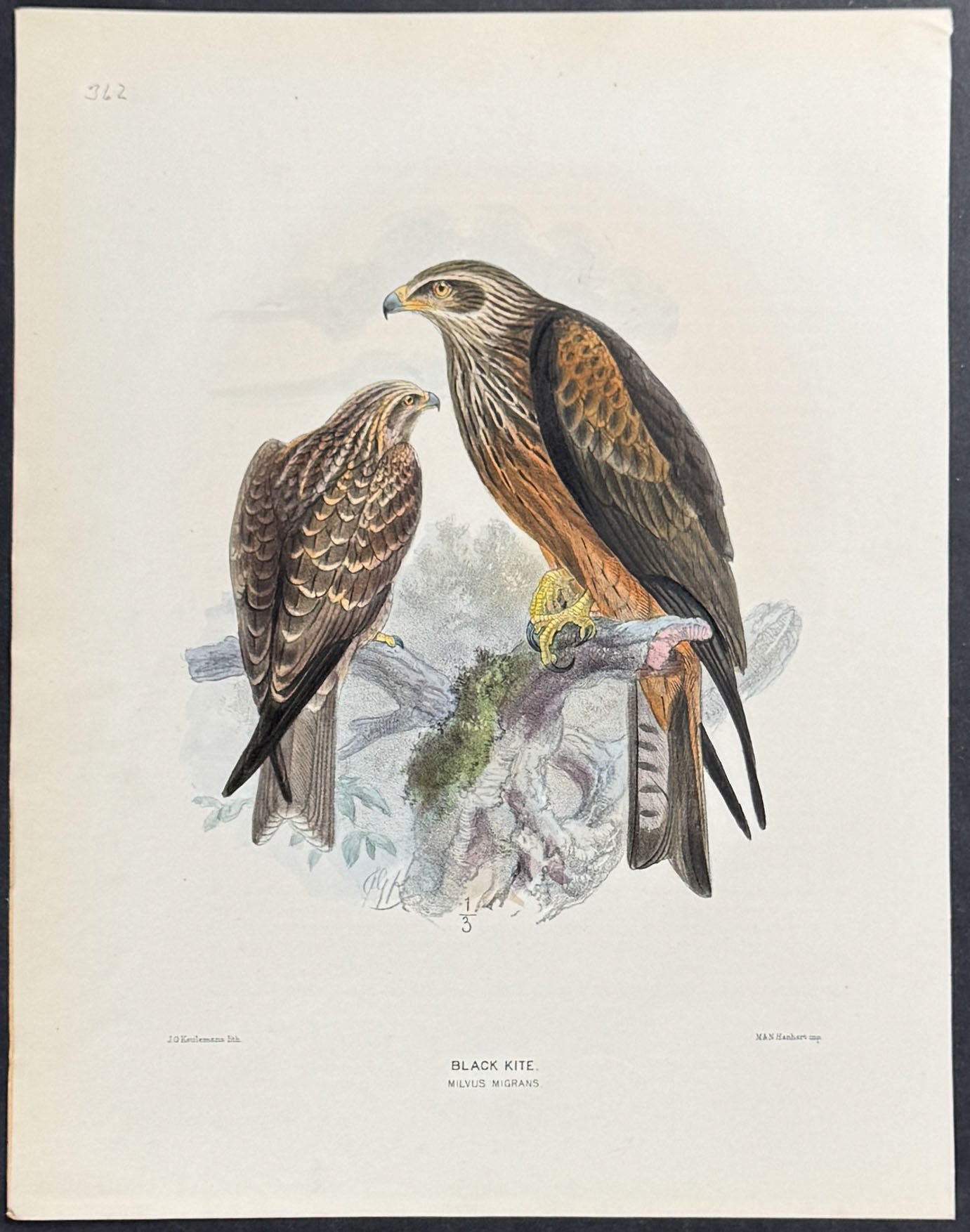 Black Kite