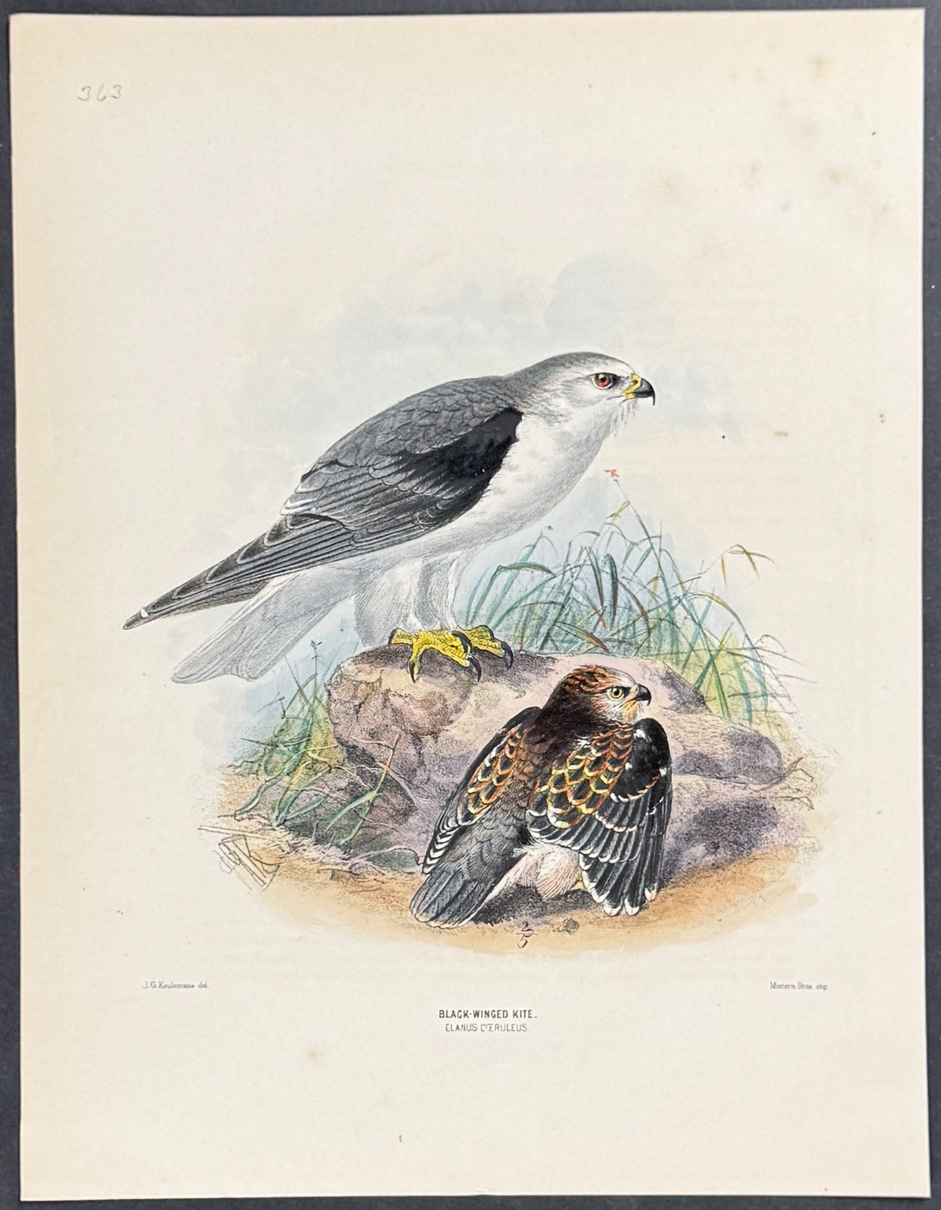 Black-Winged Kite