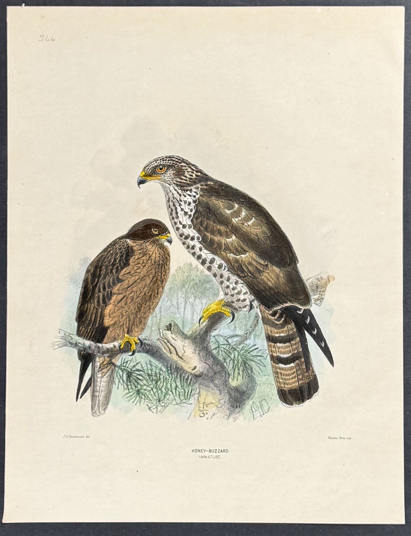 Honey-Buzzard