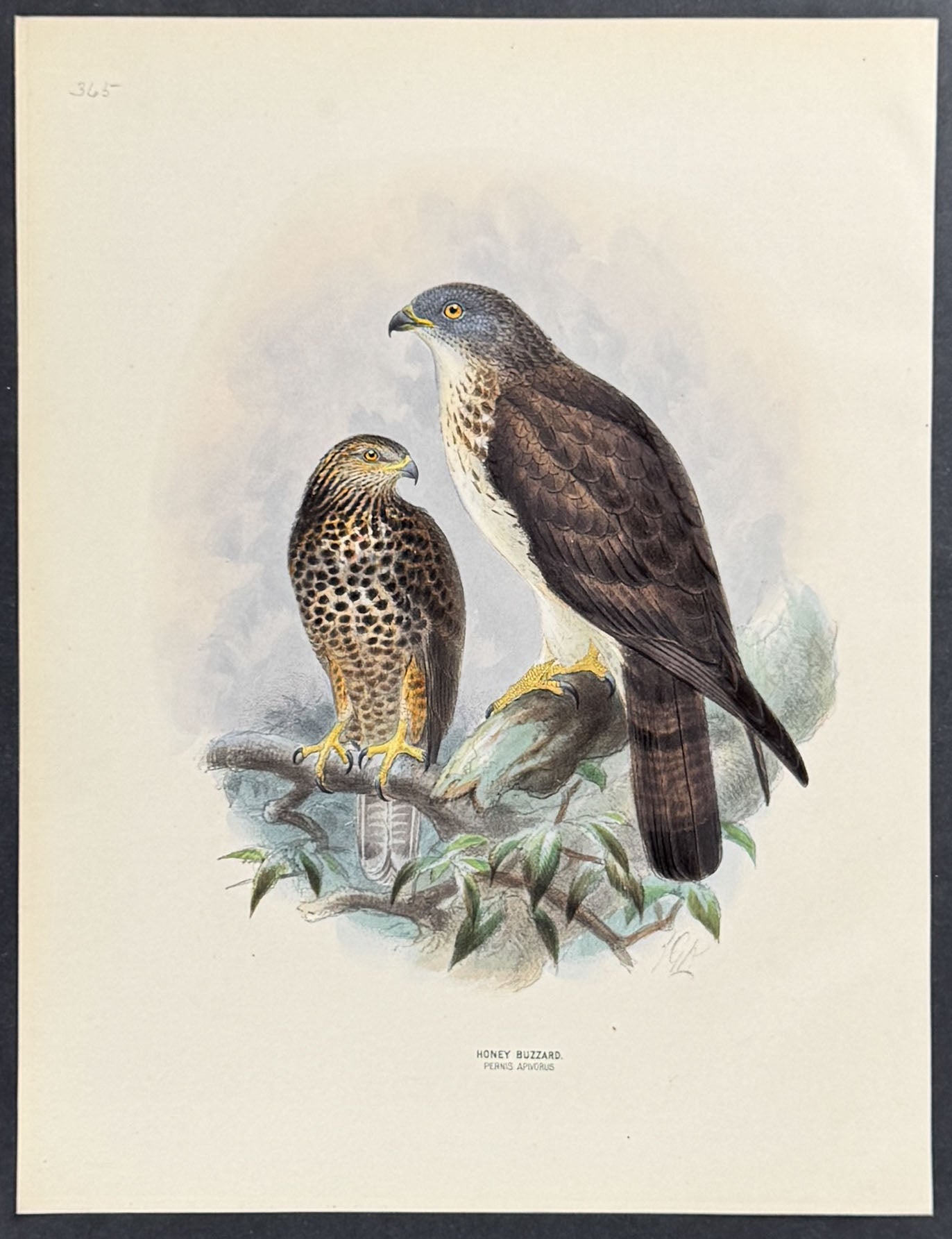 Honey Buzzard