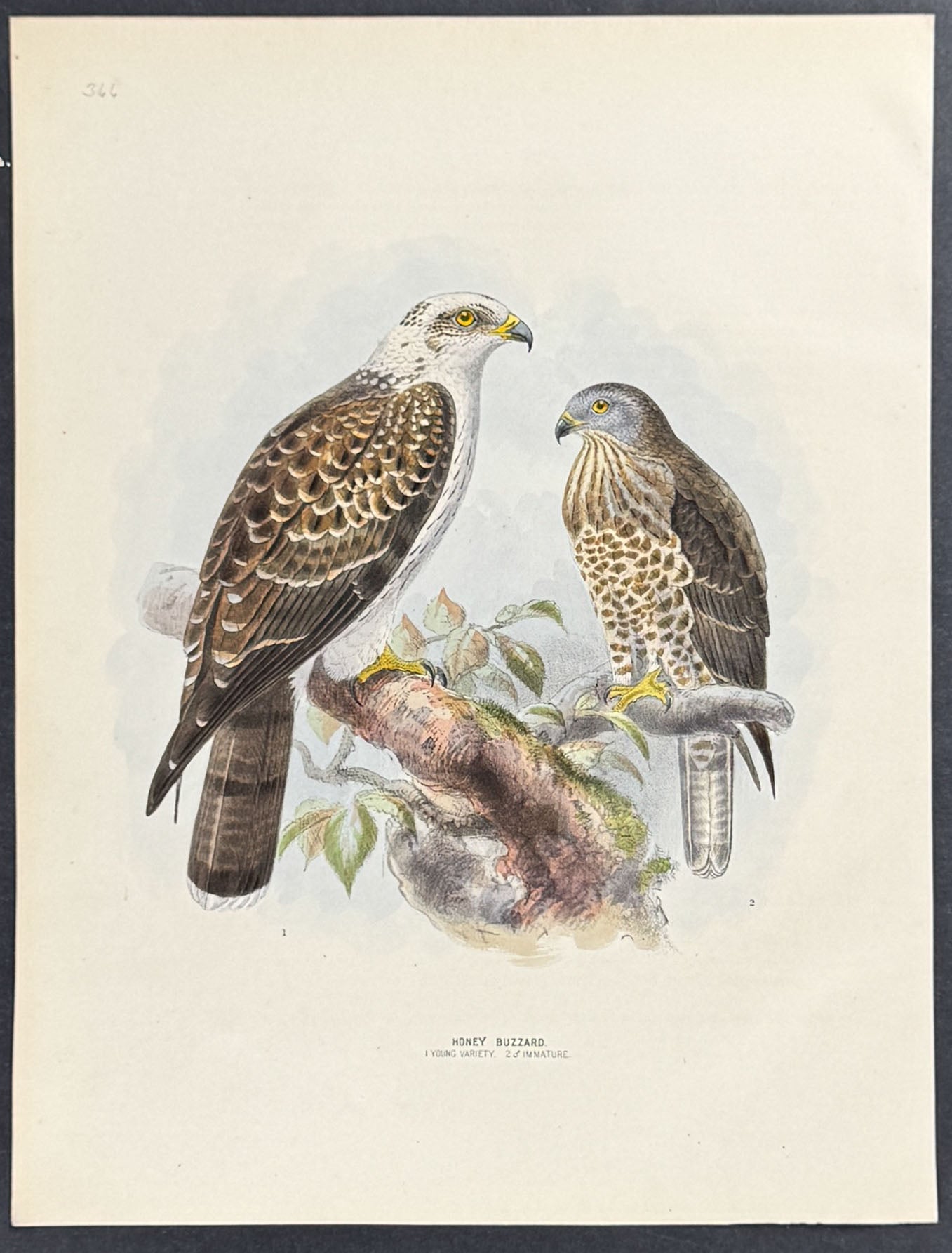 Honey Buzzard