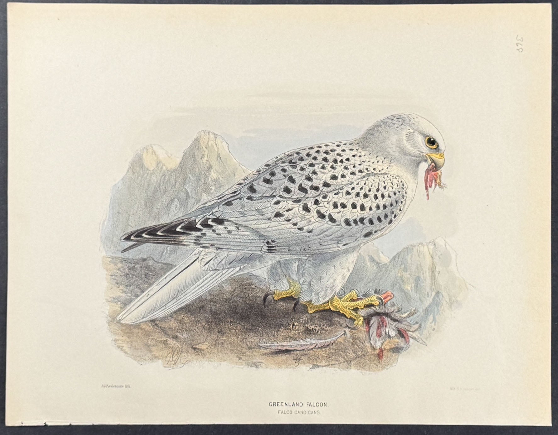 Greenland Falcon