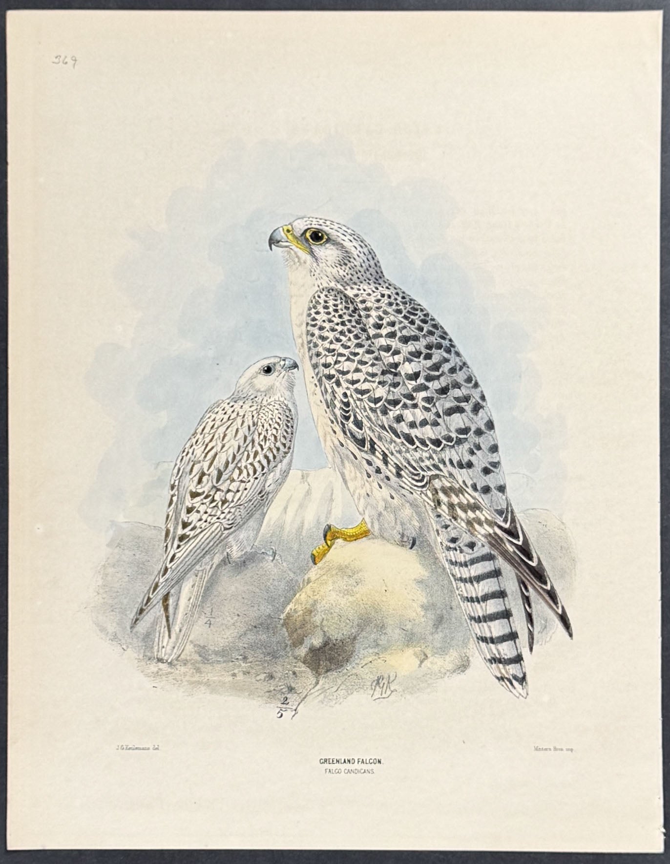 Greenland Falcon