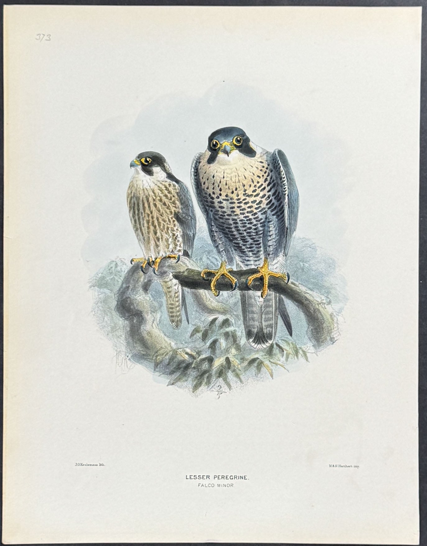 Lesser Peregrine