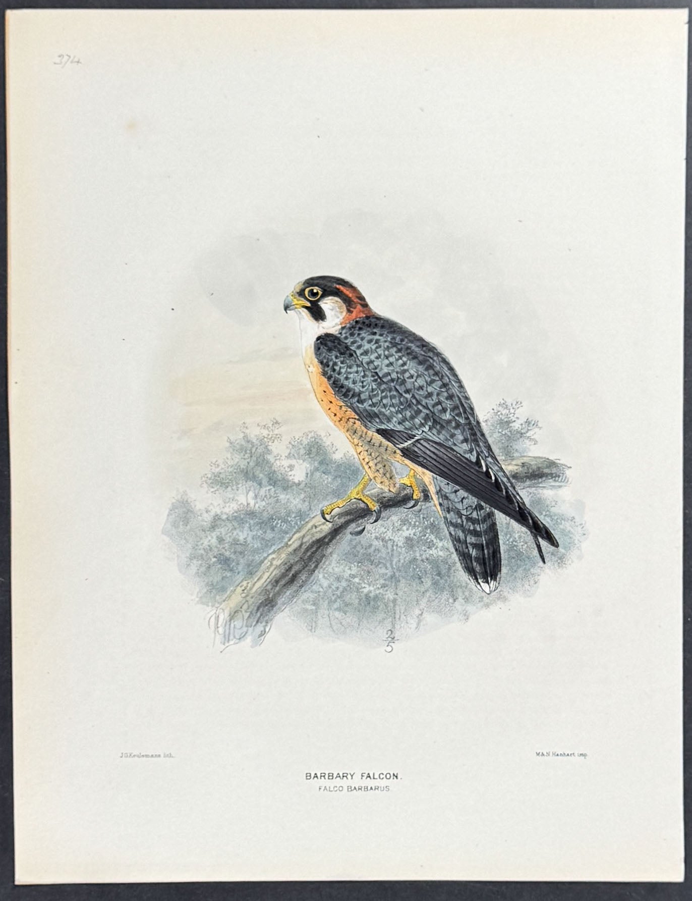 Barbary Falcon