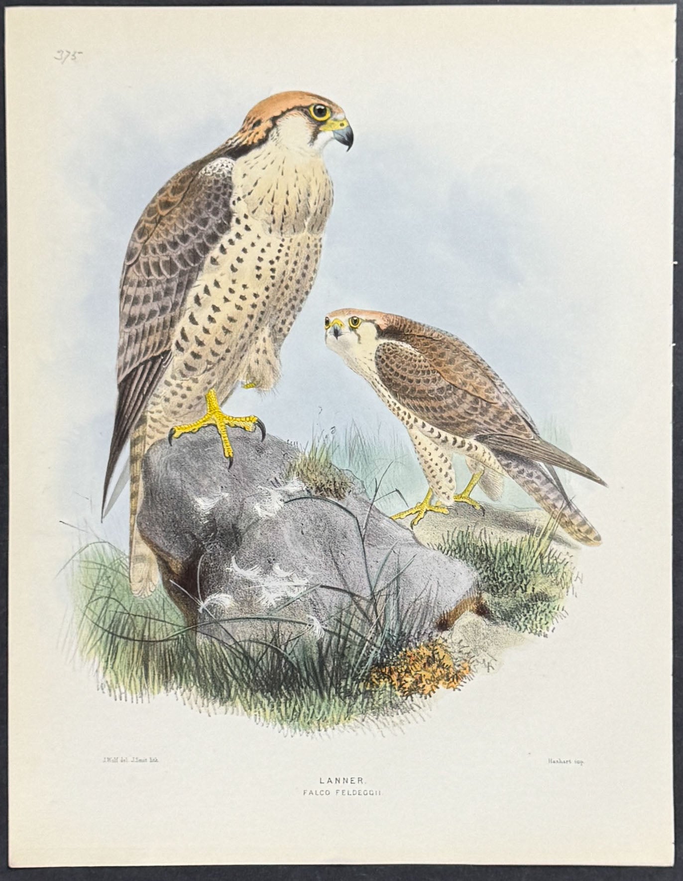 Lanner