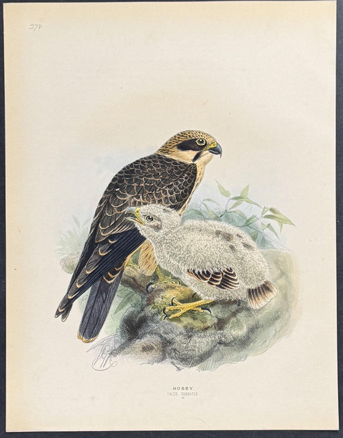 Hobby