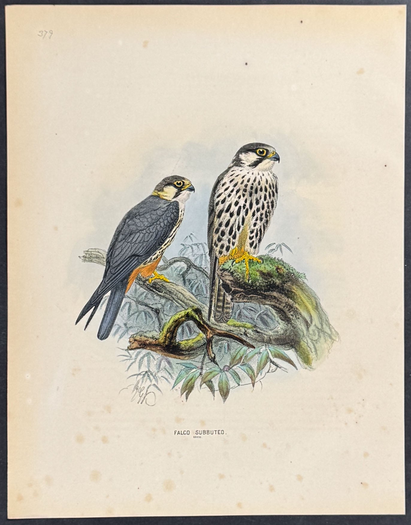 Falcon