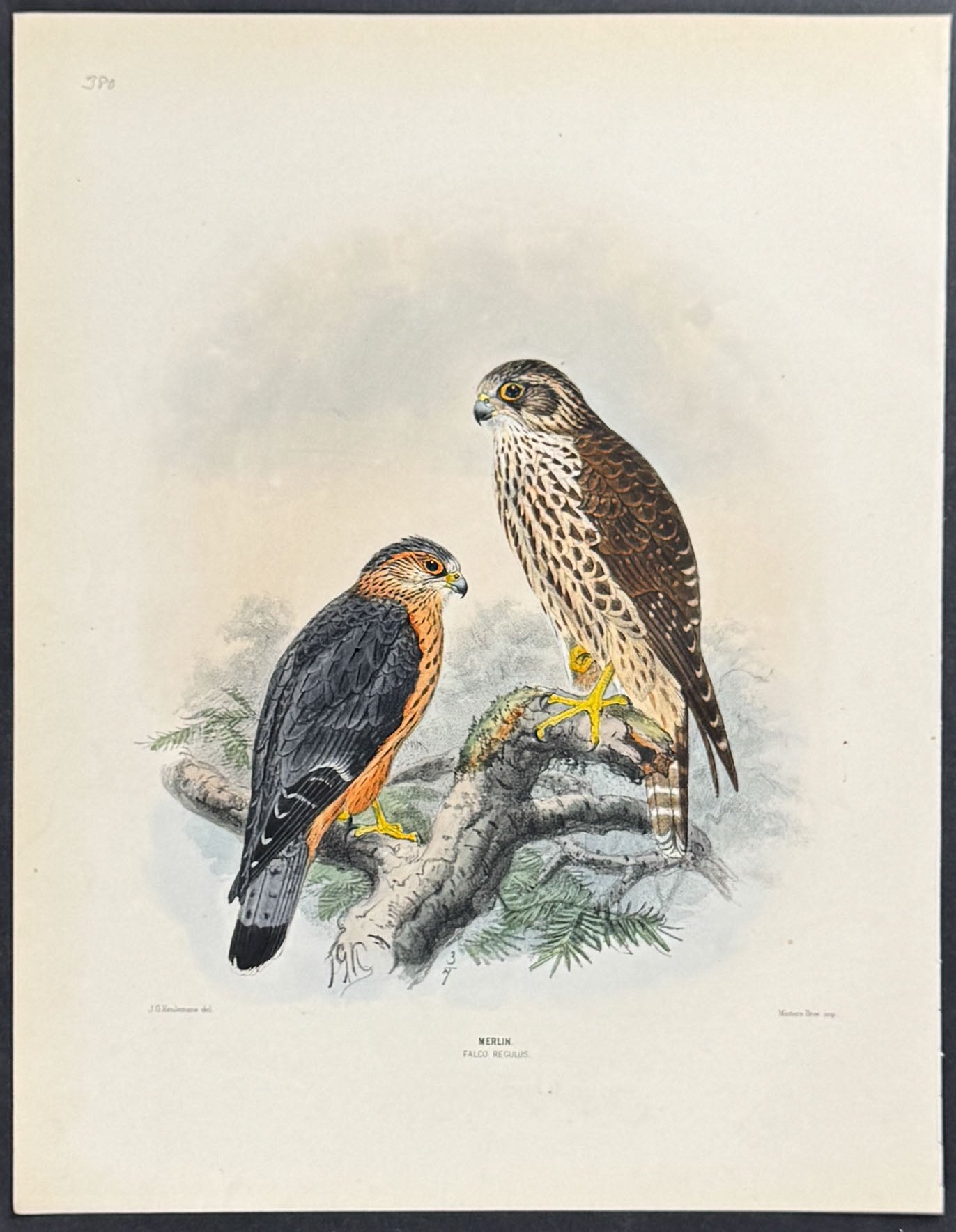 Merlin