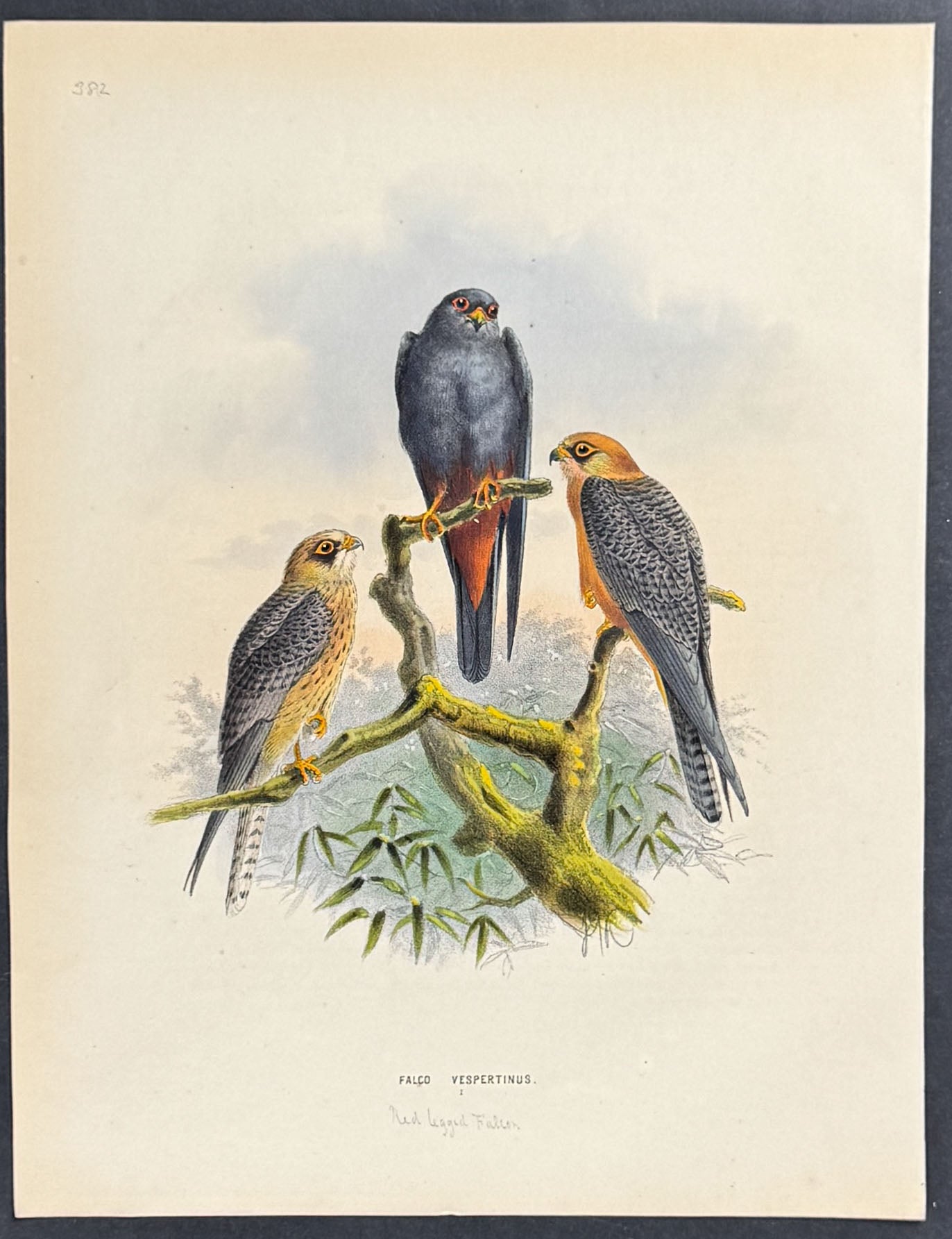 Falcon