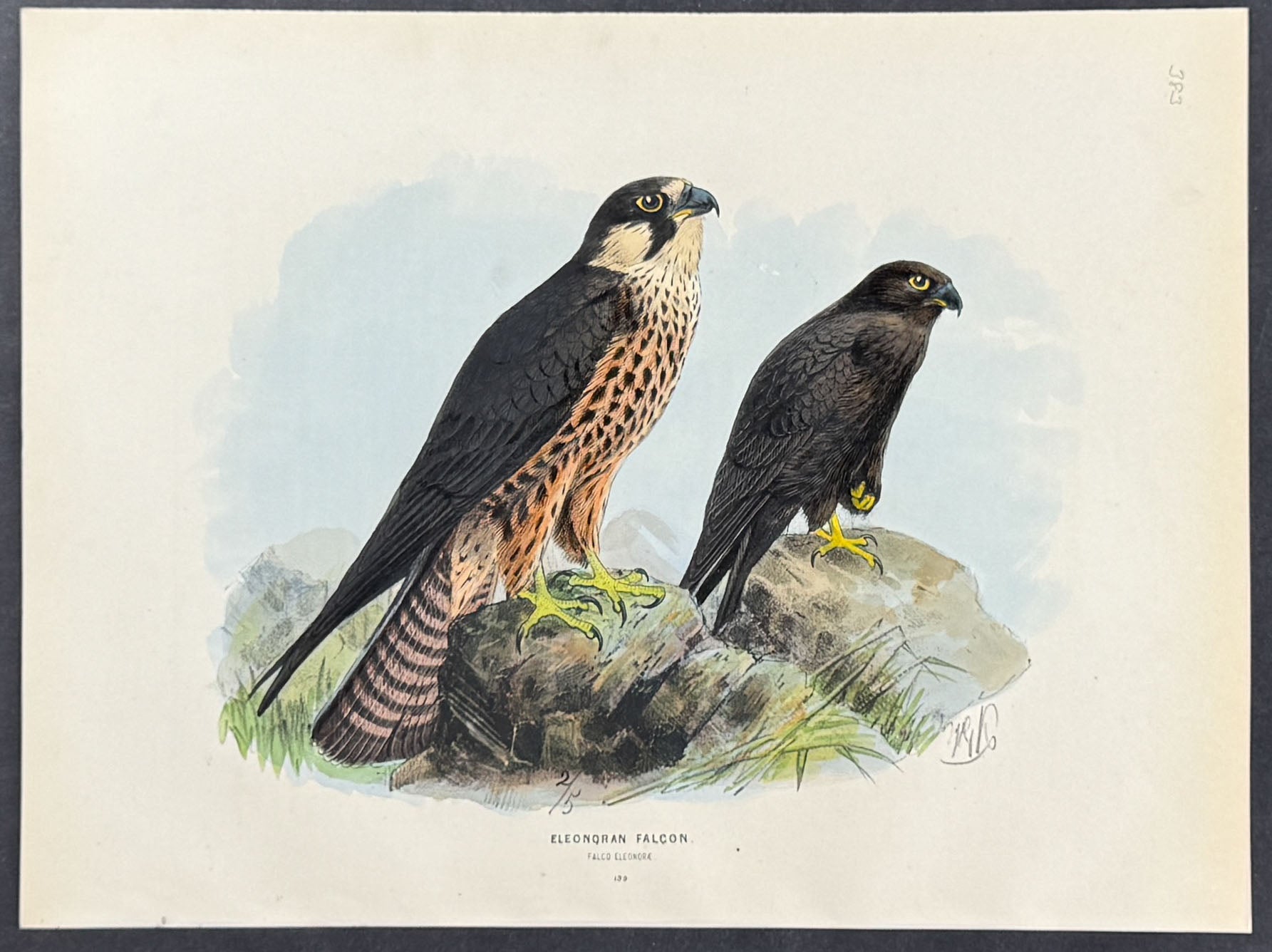 Falcon