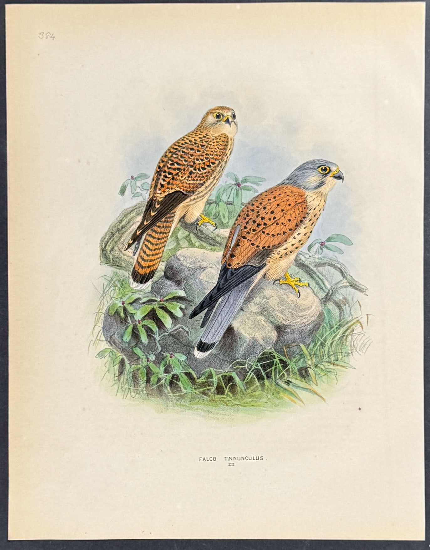 Falcon