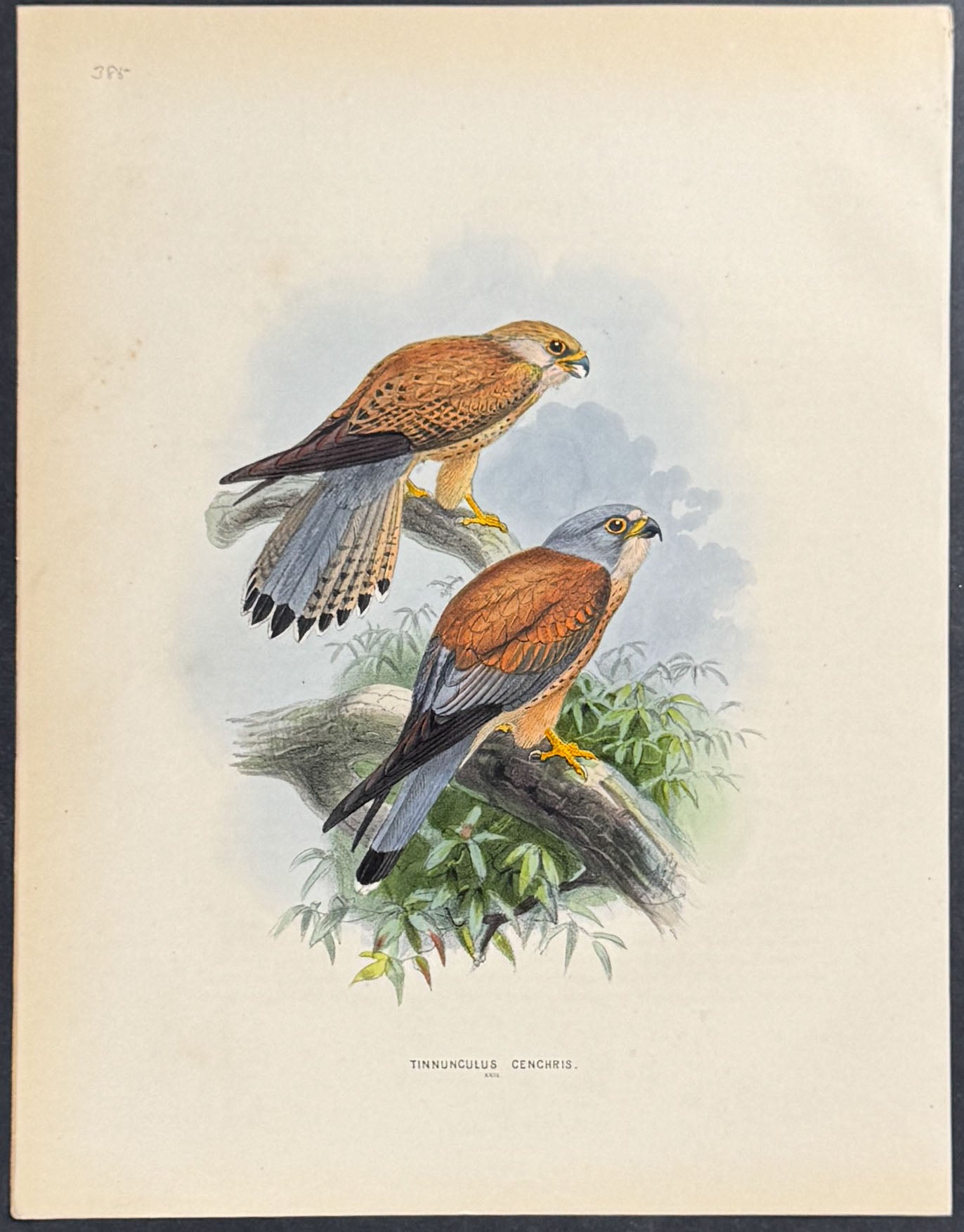 Kestrel