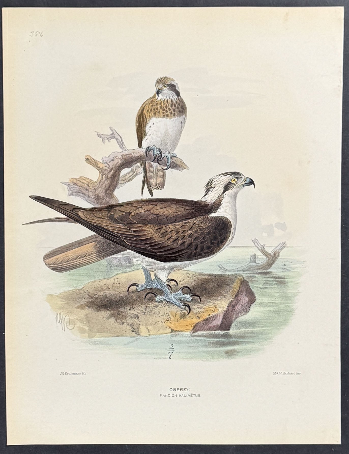 Osprey