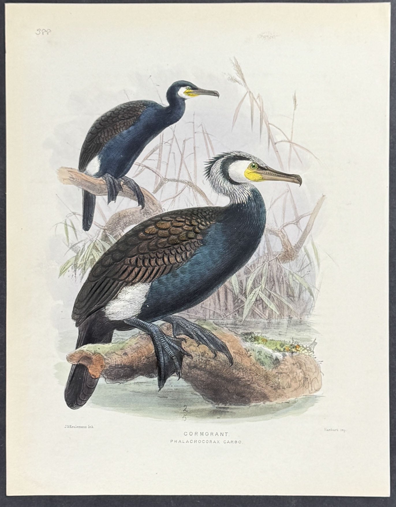 Cormorant
